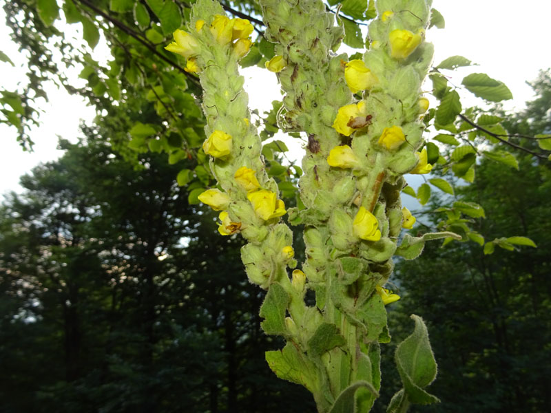 Verbascum cfr. thapsus